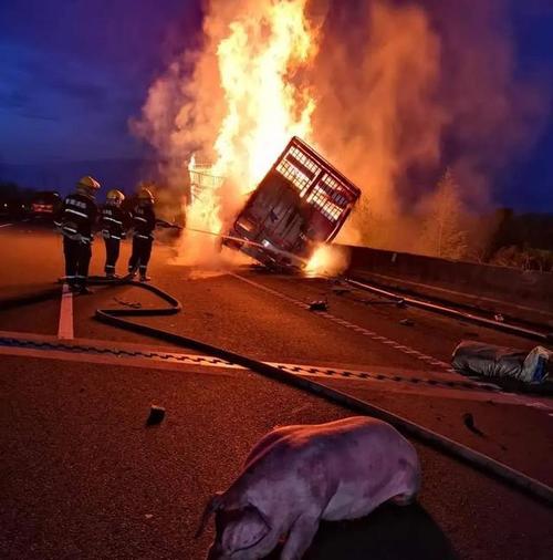 货车起火百头猪丧生